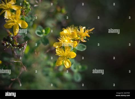 St johns worth hi-res stock photography and images - Alamy