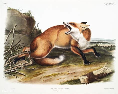 American Red Fox Vulpes Fulvus From The Viviparous Quadrupeds Of