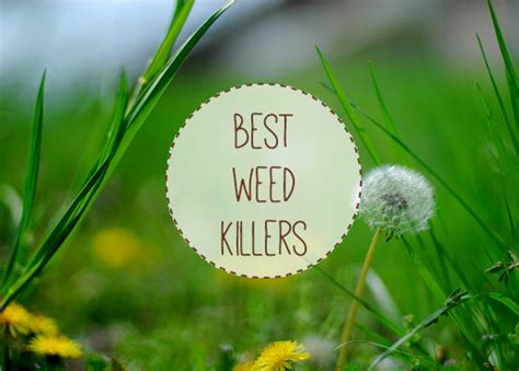 Lontrel turf and ornamental herbicide effectively kill a wide range of weed species some of which are dollar weed. The Five Best Weed Killers of 2016 - Urban Turnip