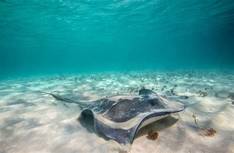 Manta Ray Animals Sea Underwater Sand Hd Wallpaper Wallpaper Flare