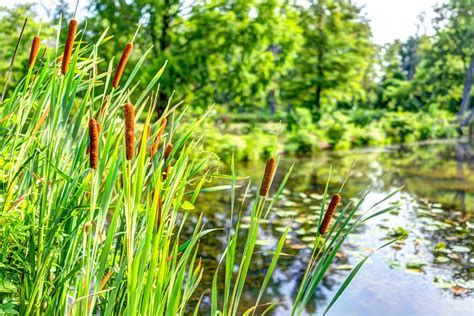 Common Cattail Plant Care And Growing Guide