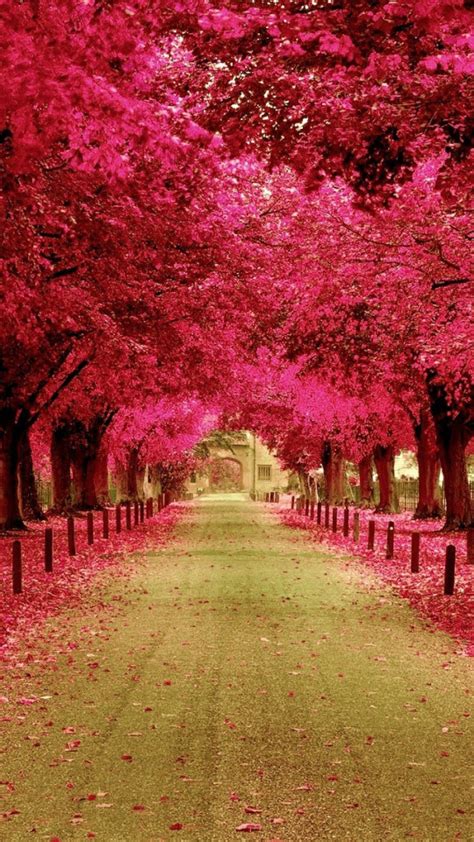 Pink Trees Walkway Wallpaper Iphone Wallpapers Nature Have A Nice Day