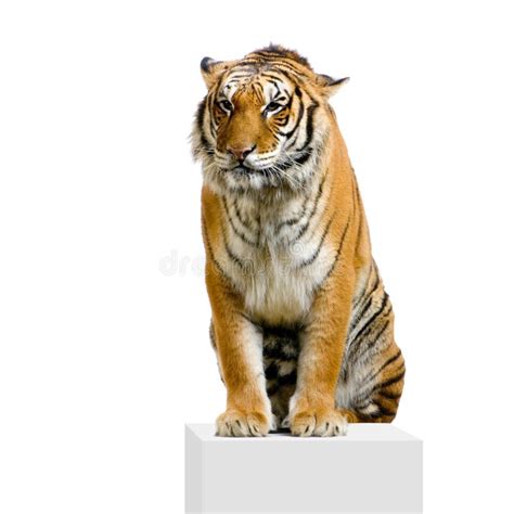 Tiger Sitting Royalty Free Stock Photography Image 2321237