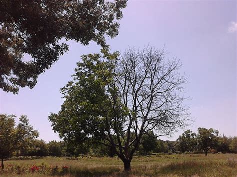 Check spelling or type a new query. Half Dead Half Alive Tree Drawing at GetDrawings | Free ...