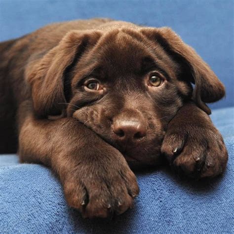 Ruff labradors is a loving family that breeds & nurtures the finest possible chocolate, yellow, & black labrador puppies in california. Adorable Chocolate Lab Puppy 💖... If you love Labradors ...