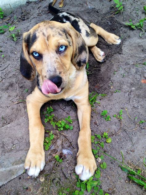 Catahoula Leopard Bloodhound Mix Puppy Meet Isla