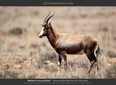 Mountain Zebra Photos – Images & Pictures