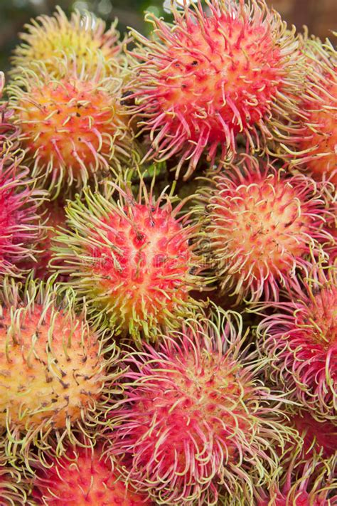 Rambutan Or Hairy Fruit Popular Fruit Of Thailand Stock Image Image