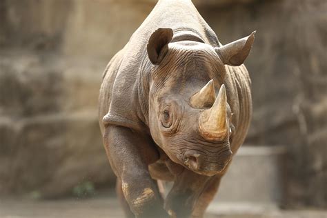 Check spelling or type a new query. Pregnant Rhino Kapuki Undergoes Ultrasound at Lincoln Park ...