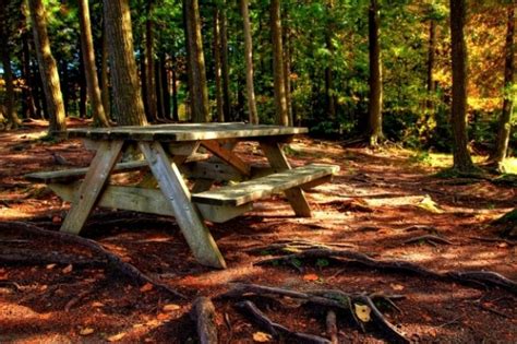 Forest Picnic Table Hdr Free Photo