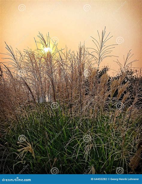 Reed At Sunset Stock Photo Image Of Bush Autumn Blades 64455282