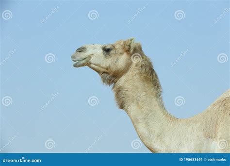 Single Hump Dromedary Camels Stock Photography | CartoonDealer.com
