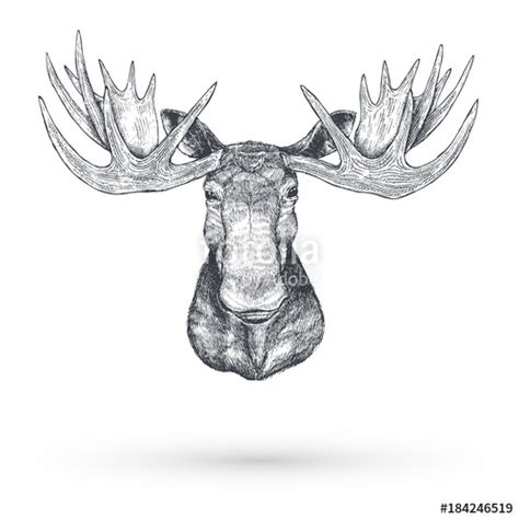 Moose Head Sketch At Explore Collection Of Moose