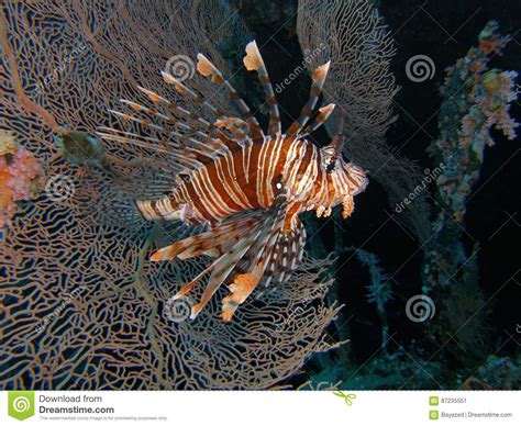 Red Lionfish Stock Image Image Of Lionfish Egypt Underwater 87235551