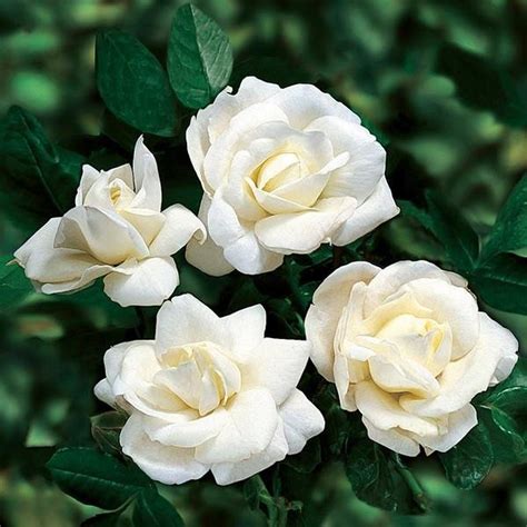 Buy Miniature Rose Button Rose White Online At Trigart Flower Nursery