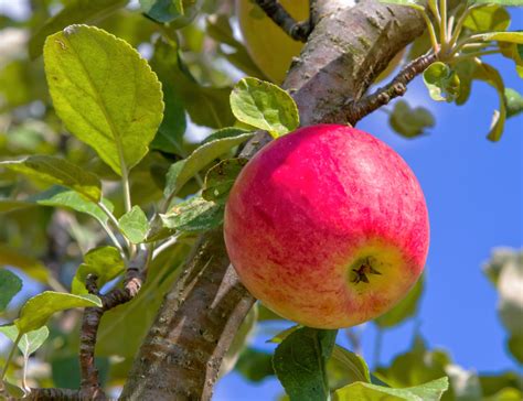 Apple In Tree Garden And Greenhouse