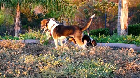 Kylie is a classic tricolor maturing at 15 lbs. Baby Beagle Puppies Playing Pocket Beagles AKC For Sale ...