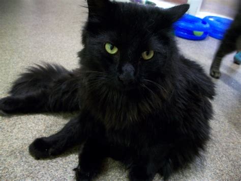 Cat eye colors are not related to fur colors, and purebreds' eye colors are usually more intense. South Kansas City Observer: Wayside Waifs Visit