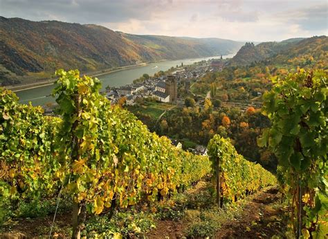 Rheingau Wine Region Guide