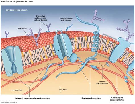 The various cell organelles present in an animal cell are clearly marked in the animal cell diagram provided below. Labeled Diagram Of Plasma Membrane Lovely Antphy 1 Study ...