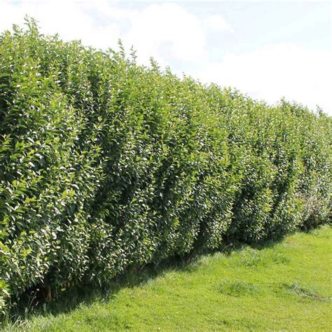 Common Privet Hedge Plants Ligustrum Ovalifolium Hedges Direct Uk