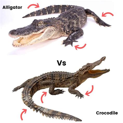 difference between crocodile vs alligator crocodile