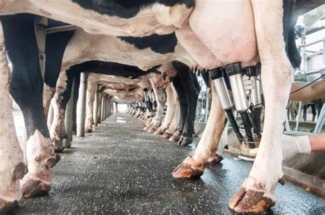 Vaches Laitières Et Supplémentation En Acides Gras Le Bulletin Des Agriculteurs