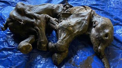 Perfectly Preserved 35000 Year Old Baby Woolly Mammoth Found In Yukon