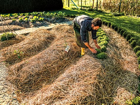 Mulch Mastery How To Revamp Your Garden