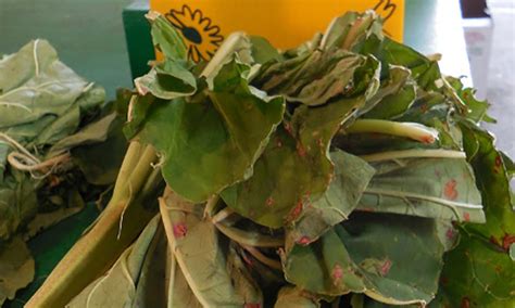 Les feuilles de la rhubarbe sont toxiques, seules les tiges peuvent être consommées. Les feuilles de rhubarbe, un insecticide naturel - Trucs ...