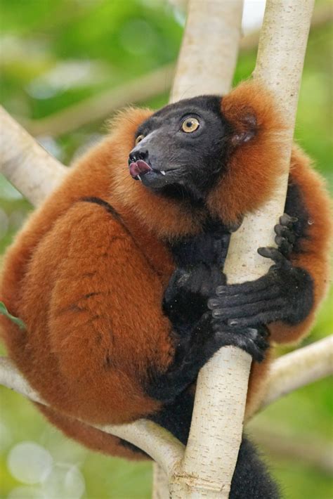 Lemurs In Madagascar How Observing Them Can Help Save Them Cute Wild