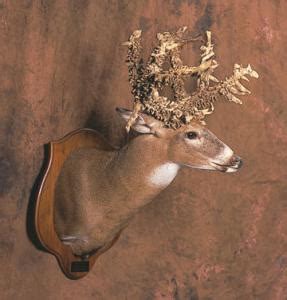 Atlanta (ap) — the milwaukee bucks are headed back to the nba finals for the first time since 1974. 36 Point Illinois Buck Taken Illegally 3 people on from Avon, NY - General Hunting - Hunting New ...