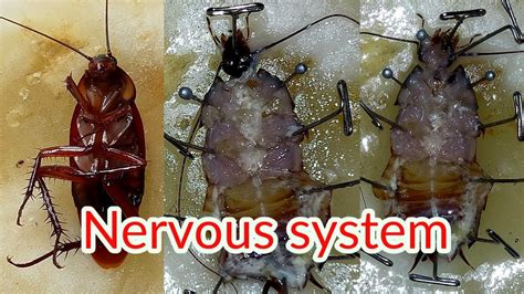 Dissection Of Cockroach Nervous System Periplaneta Americana