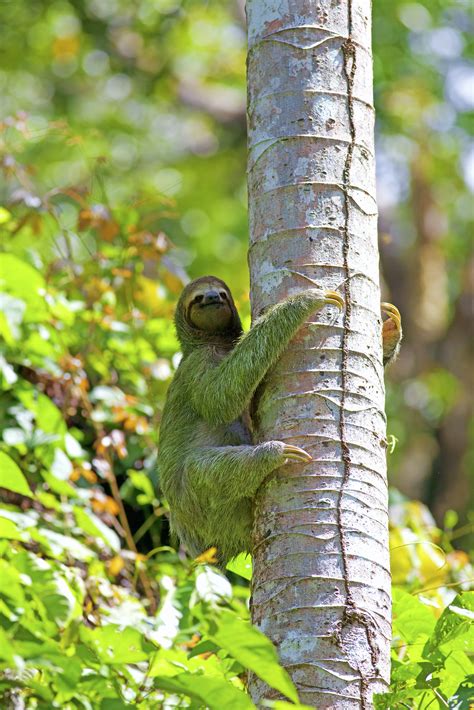 Sloths Are Far More Adaptable Than We Realised