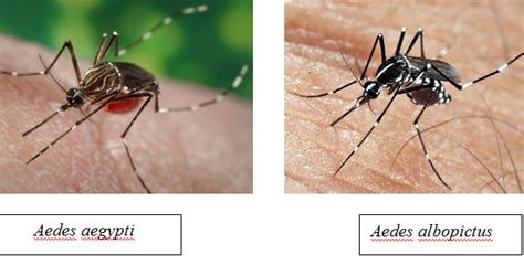 Demam denggi merupakan sejenis demam akibat jangkitan virus denggi yang merebak melalui gigitan nyamuk. Demam Denggi