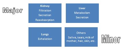 Excretion synonyms, excretion pronunciation, excretion translation, english dictionary definition of excretion. Excretion of Drug - howMed