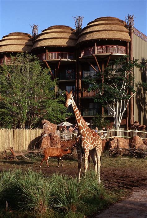 animal kingdom resort | Disney animal kingdom lodge, Animal kingdom