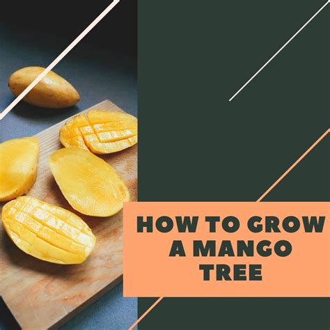 How Can I Plant A Mango Pit Bessie Equirt