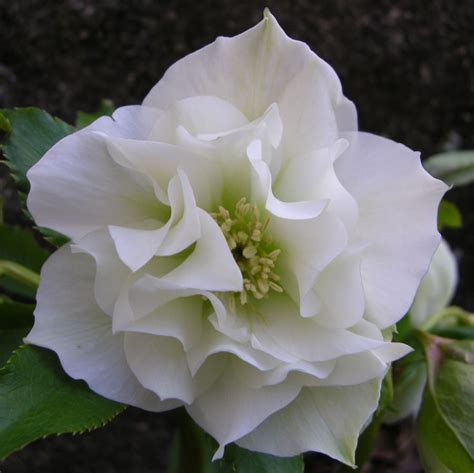 While it is not the first appearance of betty boop. Helleborus x 'Mrs. Betty Ranicar' | Beautiful flowers ...