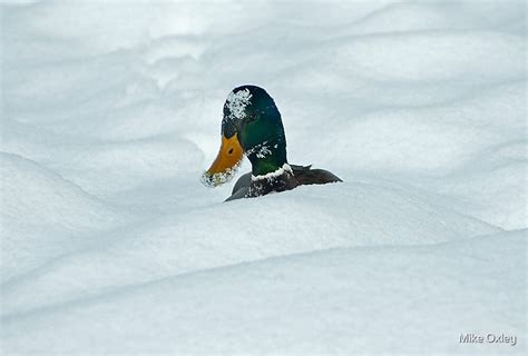The Savage Canadian Snow Duck By Mike Oxley Redbubble