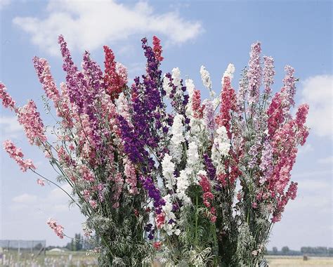 Flower Larkspur Giant Imperial Mix 100 Seeds Annual Delphinium