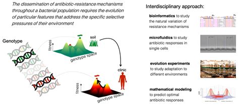 Evolution Of Antibiotic Resistance Mechanisms Center For Quantitative