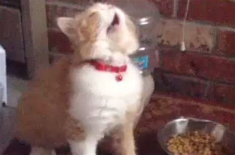 17 Cat Vines That Will Make You Laugh Every Time Cats Cute Cats