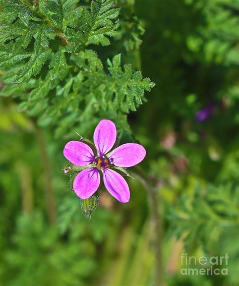 We did not find results for: Herb-Robert Geranium Photograph by Howard Stapleton
