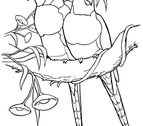Rainforest Birds Coloring Pages at GetDrawings | Free download