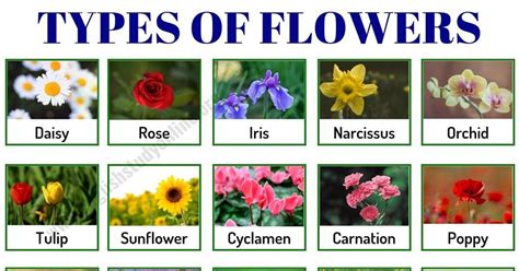 Types Of Flowers In English Learn The Useful List Of Over 50 Popular