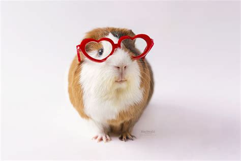 Guinea Pigs With Glasses 9mood