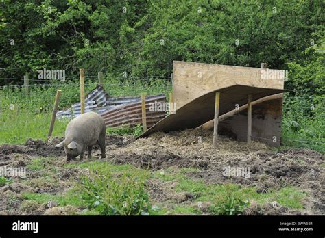 Mangalitsa Pigs Domestic Pig Pigs Hog Hogs Swine Domestic Domesticated