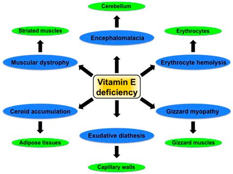 Vitamin E Benefits Of Vitamins Uses And Warnings Update 2023 13