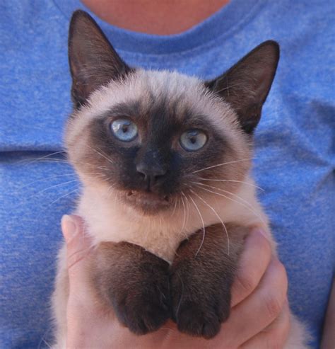 Newborn Baby Kittens For Adoption Pet Inspiration